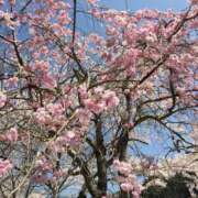 ヒメ日記 2026/04/09 02:00 投稿 うるみ 艶熟妻 京都店