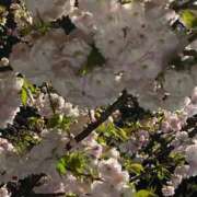 ヒメ日記 2026/04/11 12:42 投稿 うるみ 艶熟妻 京都店