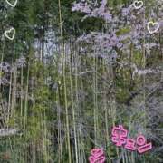 ヒメ日記 2025/03/17 19:04 投稿 西山みるく 彩タマンサ（埼玉ハレ系）