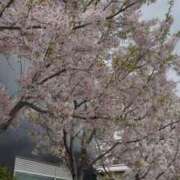 ヒメ日記 2025/04/07 18:43 投稿 西山みるく 彩タマンサ（埼玉ハレ系）