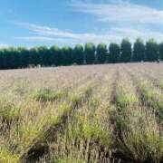 ヒメ日記 2025/07/31 09:42 投稿 西 けいこ 30代40代50代と遊ぶなら博多人妻専科24時