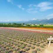 ヒメ日記 2025/07/31 09:48 投稿 西 けいこ 30代40代50代と遊ぶなら博多人妻専科24時