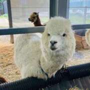 ヒメ日記 2025/08/02 18:03 投稿 西 けいこ 30代40代50代と遊ぶなら博多人妻専科24時