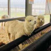 西 けいこ 旅の思い出シリーズ・北海道（富良野＆美瑛）１２：アルパカさん 30代40代50代と遊ぶなら博多人妻専科24時