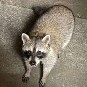 ヒメ日記 2025/01/10 20:19 投稿 かすみ 横浜人妻セレブリティ（ユメオト）