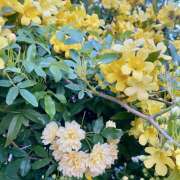 ヒメ日記 2025/04/10 13:22 投稿 かすみ 横浜人妻セレブリティ（ユメオト）