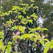 ヒメ日記 2025/10/14 16:40 投稿 かすみ 横浜人妻セレブリティ（ユメオト）