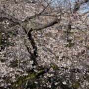 ヒメ日記 2025/04/05 12:17 投稿 ゆうこ 横浜人妻セレブリティ（ユメオト）