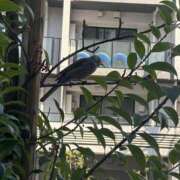 ヒメ日記 2025/03/24 00:12 投稿 ゆづは キスMy