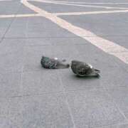 ヒメ日記 2025/05/01 11:23 投稿 ゆづは キスMy