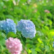 ヒメ日記 2025/06/04 07:53 投稿 なぎさ 千葉人妻セレブリティ（ユメオト）