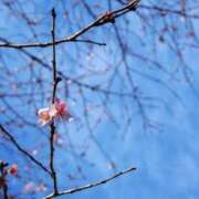 なぎさ お礼まとめ🌸 千葉人妻セレブリティ（ユメオト）