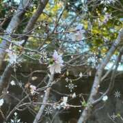 ヒメ日記 2024/12/10 14:41 投稿 ほたる 千葉人妻セレブリティ（ユメオト）