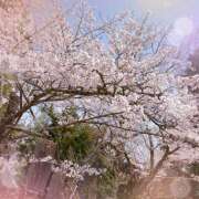 ヒメ日記 2025/04/15 12:23 投稿 ほたる 千葉人妻セレブリティ（ユメオト）