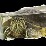 ヒメ日記 2025/02/23 06:05 投稿 道外あすか 千葉快楽Ｍ性感倶楽部～前立腺マッサージ専門～