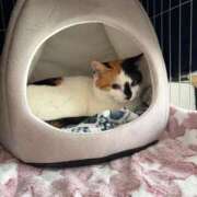 ヒメ日記 2026/02/27 22:09 投稿 道外あすか 千葉快楽Ｍ性感倶楽部～前立腺マッサージ専門～