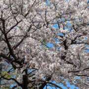 ヒメ日記 2025/04/06 16:33 投稿 ちさ 北九州人妻倶楽部（三十路、四十路、五十路）