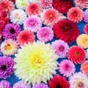 ヒメ日記 2025/11/29 09:03 投稿 くりあ 待ちナビ