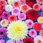 ヒメ日記 2025/11/29 09:20 投稿 くりあ 待ちナビ