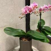 ヒメ日記 2025/03/21 19:25 投稿 るい 待ちナビ