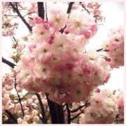 ヒメ日記 2025/03/31 14:14 投稿 るい 待ちナビ