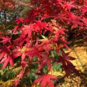 ヒメ日記 2025/12/02 09:34 投稿 るい 待ちナビ