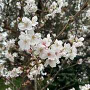 ヒメ日記 2026/04/02 21:12 投稿 るい 待ちナビ