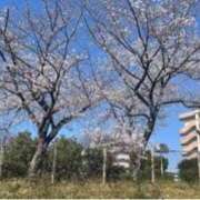 ヒメ日記 2025/04/08 13:45 投稿 れいこ 待ちナビ