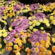 ヒメ日記 2025/04/11 14:45 投稿 れいこ 待ちナビ