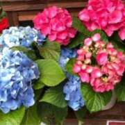 ヒメ日記 2025/05/06 10:50 投稿 れいこ 待ちナビ