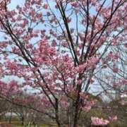 ヒメ日記 2026/03/29 08:24 投稿 れいこ 待ちナビ