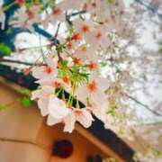 ヒメ日記 2026/04/02 14:50 投稿 きよか 東京デザインリング錦糸町店