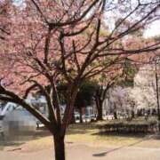 ヒメ日記 2025/04/04 19:51 投稿 つばき 埼玉★出張マッサージ委員会Z