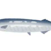 ヒメ日記 2025/09/13 16:00 投稿 とも ルージュ