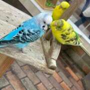 ヒメ日記 2025/02/17 20:46 投稿 ねね 花火-hanabi-(すすきの)