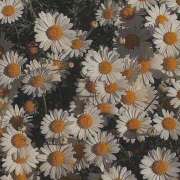 ヒメ日記 2025/07/06 07:33 投稿 ねね 花火-hanabi-(すすきの)