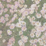 ヒメ日記 2025/07/08 21:06 投稿 ねね 花火-hanabi-(すすきの)