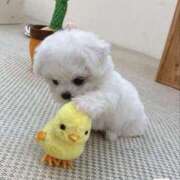 ヒメ日記 2025/08/23 05:30 投稿 ねね 花火-hanabi-(すすきの)