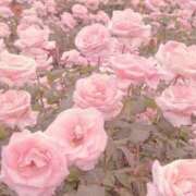 ヒメ日記 2026/04/19 02:33 投稿 ねね 花火-hanabi-(すすきの)