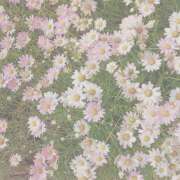 ヒメ日記 2026/07/01 17:52 投稿 ねね 花火-hanabi-(すすきの)