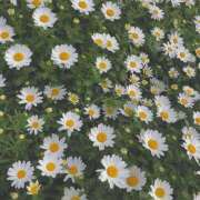 ヒメ日記 2026/09/13 14:53 投稿 ねね 花火-hanabi-(すすきの)