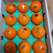 ヒメ日記 2024/12/19 14:21 投稿 ことさん いけない奥さん 梅田店