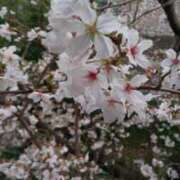 ヒメ日記 2025/04/04 16:38 投稿 さちさん いけない奥さん 梅田店