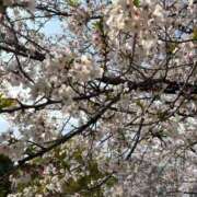 ヒメ日記 2025/04/08 15:18 投稿 まりあさん いけない奥さん 梅田店