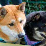 ヒメ日記 2025/07/06 09:09 投稿 ももかさん いけない奥さん 梅田店