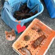 ヒメ日記 2026/10/14 22:25 投稿 しい 谷町人妻ゴールデン倶楽部