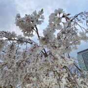 ヒメ日記 2025/04/02 18:51 投稿 りり Second Love（セカンドラブ）