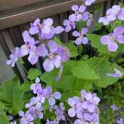 ヒメ日記 2025/04/17 20:50 投稿 りり Second Love（セカンドラブ）