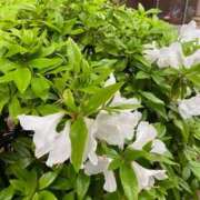 ヒメ日記 2025/04/26 19:28 投稿 りり Second Love（セカンドラブ）