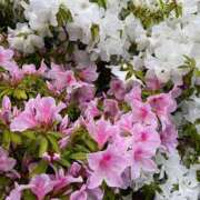 ヒメ日記 2025/04/27 11:10 投稿 りり Second Love（セカンドラブ）